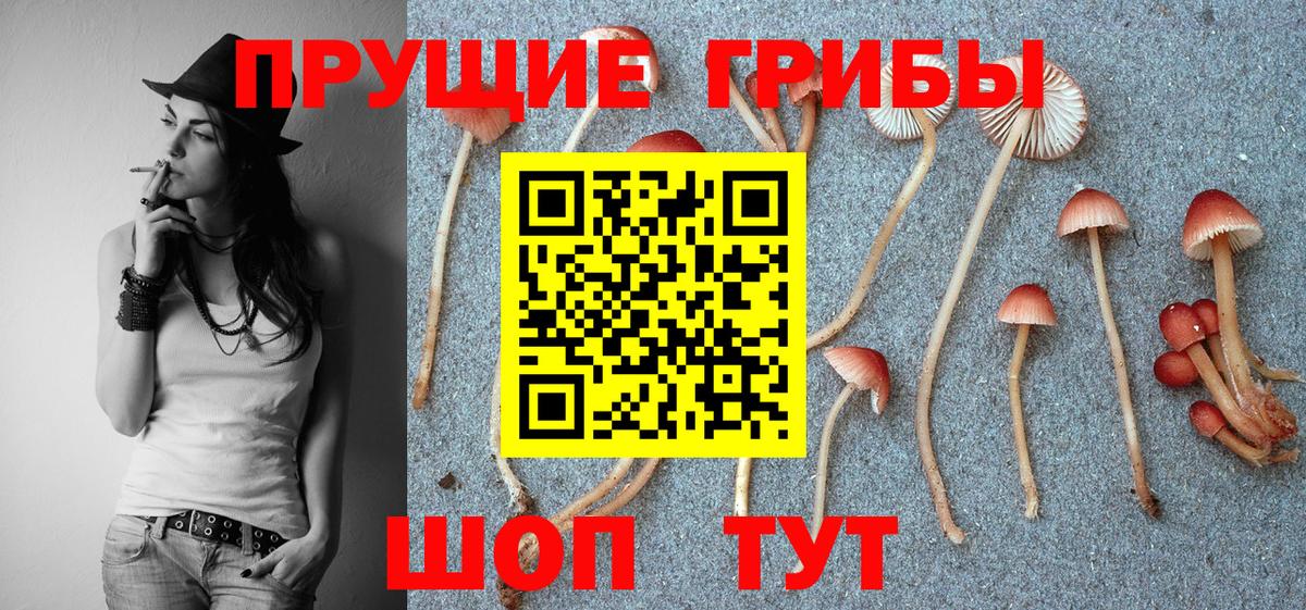 Псилоцибиновые грибы Psilocybine cubensis Новодвинск